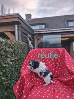 Te koop mooie kleinblijvende boomer pups, Overige rassen, CDV (hondenziekte), 8 tot 15 weken, Meerdere