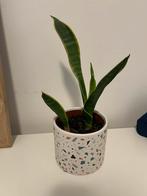 Dracaena trifasciata snake plant with pot, Ophalen, Halfschaduw, Minder dan 100 cm