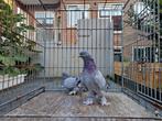 Takla, Dieren en Toebehoren