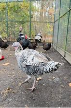 2 fantastische Kalkoen hennen ! kalkoen kalkoenen fors ronqu, Dieren en Toebehoren, Pluimvee, Vrouwelijk, Kalkoen