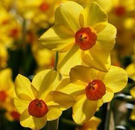 Biologische bloembollen Narcis - Steun Voedselbos!, Tuin en Terras, Bloembollen en Zaden, Bloembol, Najaar, Volle zon, Ophalen of Verzenden