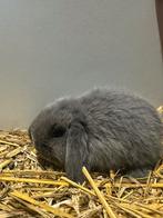 Nederlandse hangoor dwerg / dwerg konijn, Dieren en Toebehoren, Konijnen, Mannelijk, Dwerg, Hangoor