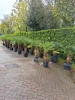 Palmbomen te koop, Volle zon, Ophalen of Verzenden, Palmboom, 100 tot 250 cm
