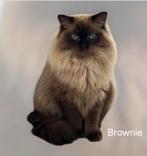 Ragdoll seal mink  dekkater drager blue mink, Dieren en Toebehoren, Poes