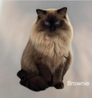Ragdoll seal mink  dekkater drager blue mink  beschikbaar voor biedingen