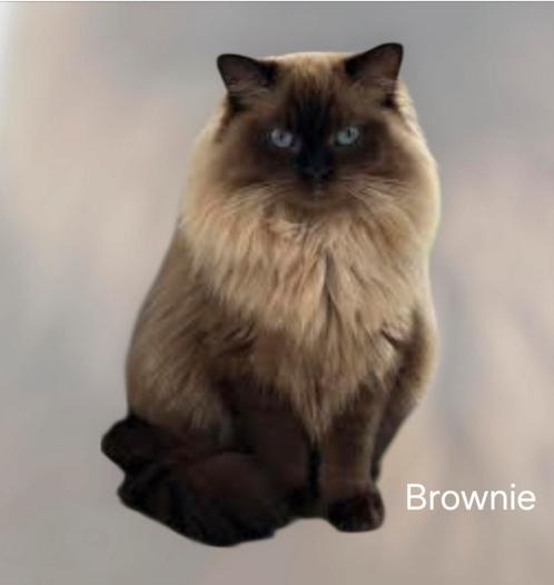 Ragdoll seal mink  dekkater drager blue mink, Dieren en Toebehoren, Katten en Kittens | Raskatten | Langhaar, Poes