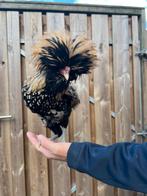 Gratis baardkuifhoen haan, Dieren en Toebehoren, Pluimvee, Mannelijk, Kip