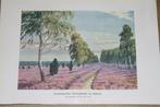 Antieke kleurenchromo - Heidelandschap in Duitsland -  1900!, Verzamelen, Foto's en Prenten, Gebruikt, Ophalen of Verzenden, Voor 1940