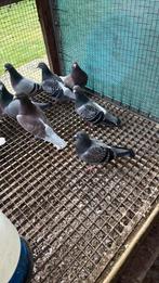 7 Jonge duiven, Meerdere dieren, Postduif