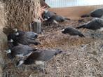 Pauwen, Dieren en Toebehoren, Pluimvee, Meerdere dieren, Overige soorten