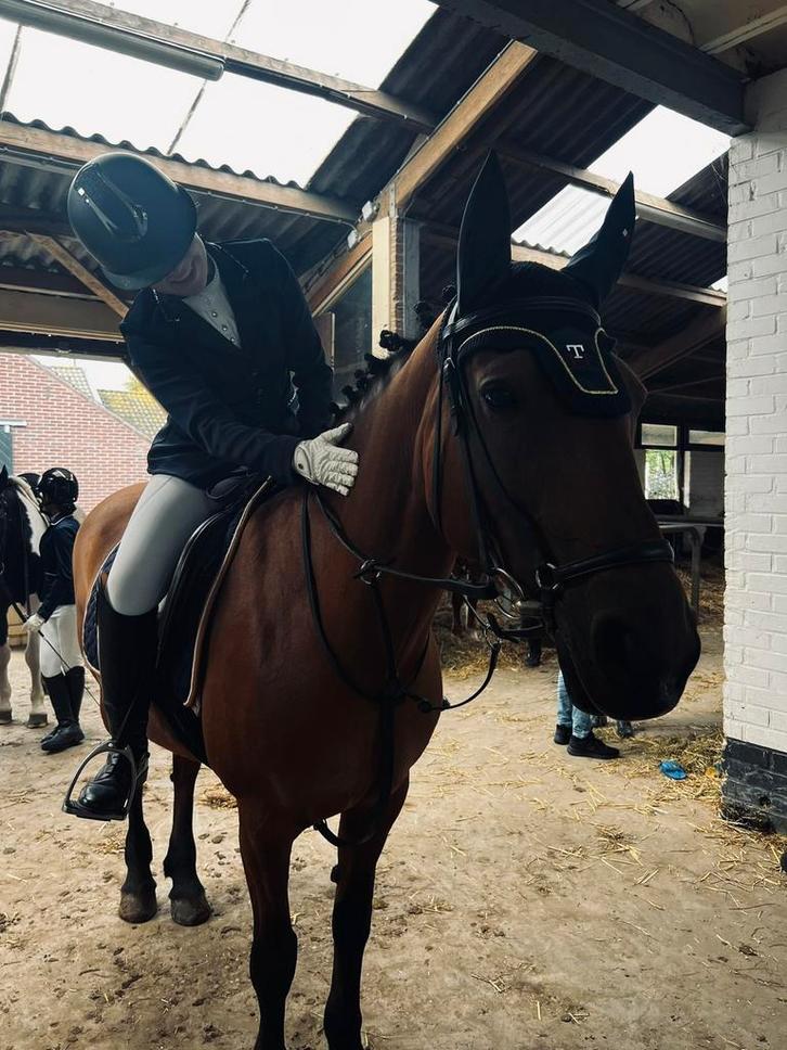 Verzorgpaard zoeken, Dieren en Toebehoren, Paarden en Pony's | Verzorgingsproducten, Nieuw, Ophalen of Verzenden