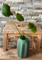 Monstera deliciosa stek in vaas, Huis en Inrichting, Kamerplanten, Overige soorten, Minder dan 100 cm, Groene kamerplant, Halfschaduw
