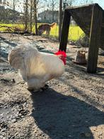 Cochin kriel hanen met verschillende kleurslagen, Meerdere dieren, Kip