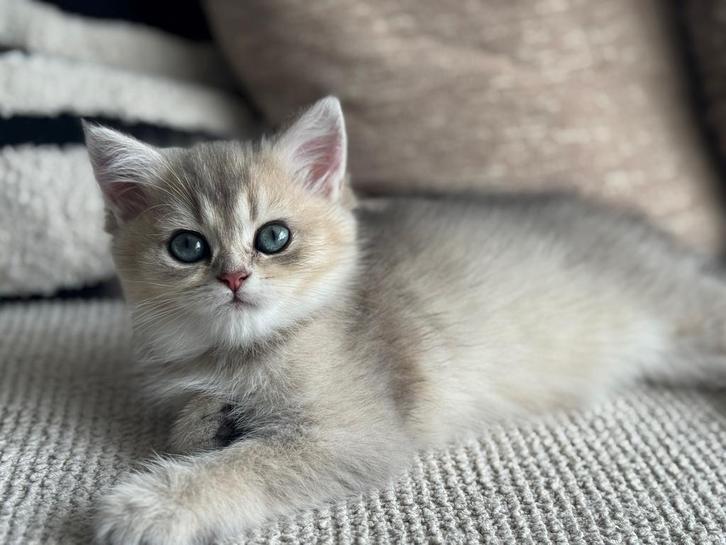British Shorthair kittens – 3 poesjes met stamboom, Dieren en Toebehoren, Katten en Kittens | Raskatten | Langhaar, Poes, Met stamboom