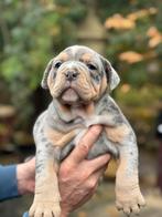 Bullforce Old English Bulldog pracht teefjes 2000€, Dieren en Toebehoren, Nederland, 8 tot 15 weken, Meerdere, Meerdere dieren