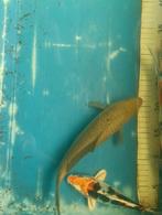 Chagoi, Karper of Koi