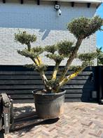 Mooie olea europaea olijfboom pon pon/ plateau, 100 tot 250 cm, Olijfboom, Zomer, Ophalen