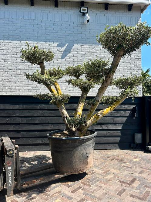 Mooie olea europaea olijfboom pon pon/ plateau, Tuin en Terras, Planten | Bomen, Olijfboom, 100 tot 250 cm, Volle zon, Zomer, Ophalen
