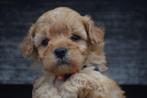 Poedel pups direct beschikbaar, Dieren en Toebehoren, Honden | Chihuahua's en Gezelschapshonden, Poedel, Rabiës (hondsdolheid)