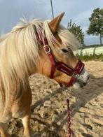 Verzorger gezocht voor haflinger ,omg odijk /driebergen, Dieren en Toebehoren, Paarden en Pony's | Verzorgingsproducten, Ophalen of Verzenden