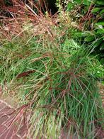Miscanthus sinensis ‘Red Chief’ (Tijgergras, Prachtriet, Chi, Ophalen, Volle zon, Vaste plant, Siergrassen