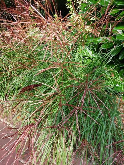Miscanthus sinensis ‘Red Chief’ (Tijgergras, Prachtriet, Chi, Tuin en Terras, Planten | Tuinplanten, Vaste plant, Siergrassen