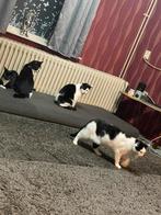 Vier katten, twee van 3 jaar oud en twee van 1 jaar oud, Dieren en Toebehoren, Honden | Jack Russells en Terriërs, Particulier