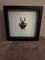 Mooie luxe lijst met een Bidsprinkhaan (Doodbladsprinkhaan), Ophalen of Verzenden, Zo goed als nieuw, Insect, Opgezet dier