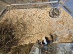 Brachylagus idahoensis Dwergkonijn, Meerdere dieren, Dwerg, 0 tot 2 jaar