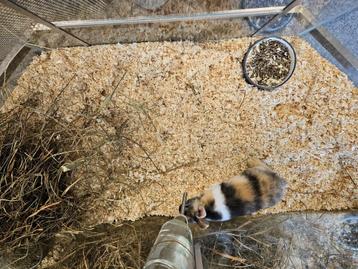 Brachylagus idahoensis Dwergkonijn beschikbaar voor biedingen