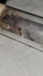 Solenopsis fugax mieren koningin, Dieren en Toebehoren