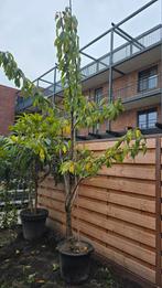 Kersenboom Prunus Avium Kordia - 3 M, Tuin en Terras, Planten | Bomen, Ophalen of Verzenden
