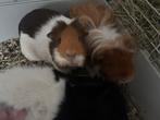 3 cavias samen met kooi, Cavia, Augustus, Meerdere dieren, Tam