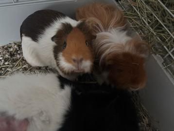 3 cavias samen met kooi beschikbaar voor biedingen