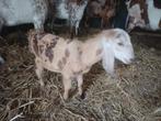Nubisch geitenlam te koop, Dieren en Toebehoren, Schapen, Geiten en Varkens, Vrouwelijk, Geit