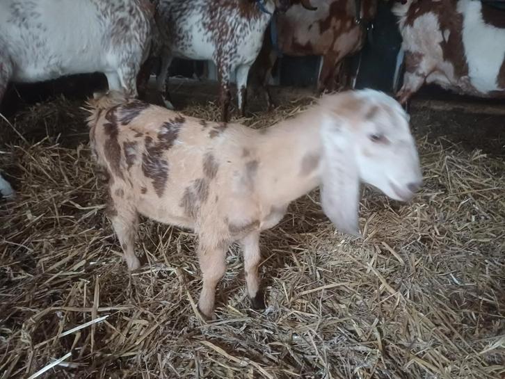 Nubisch geitenlam te koop, Dieren en Toebehoren, Schapen, Geiten en Varkens, Geit, Vrouwelijk