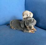 Teckel pups  korthaar, Dieren en Toebehoren, Honden | Teckels en Dashonden, Parvo, 8 tot 15 weken, Korthaar, Dwerg