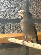 Appelvinken, Dieren en Toebehoren, Vogels | Overige Vogels, Meerdere dieren, Wildzangvogel, Geringd