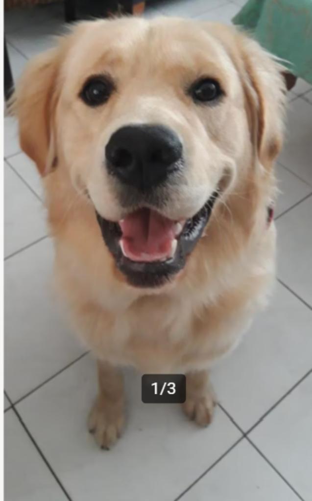 Herplaatsing Golden Retriever, Dieren en Toebehoren, Honden-accessoires, Nieuw, Ophalen