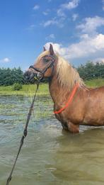 Verzorger gezocht (21+), Dieren en Toebehoren, Verzenden