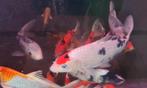 HQ Import koi mix - Ca. 30 / 35 cm - Koidream Valburg, Karper of Koi