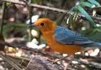 Gevraagd man Damalijster, Mannelijk, Tropenvogel
