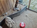 Gratis af te halen chinese dwergkwartels., Dieren en Toebehoren, Vogels | Overige Vogels, Meerdere dieren