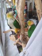 Zwartkop Caique's, Dieren en Toebehoren, Meerdere dieren, Dwergpapegaai of Agapornis, Geringd