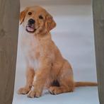Poster Golden Retriever 60x90 cm, Ophalen, Nieuw, Deurposter of groter, Dier of Natuur