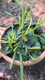 Waterlelie, Ophalen, Volle zon, Vaste plant, Bloeit niet
