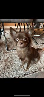 Chihuahua vrouwtje, liefdevol huisje gezocht, Particulier, Rabiës (hondsdolheid), 3 tot 5 jaar, Teef