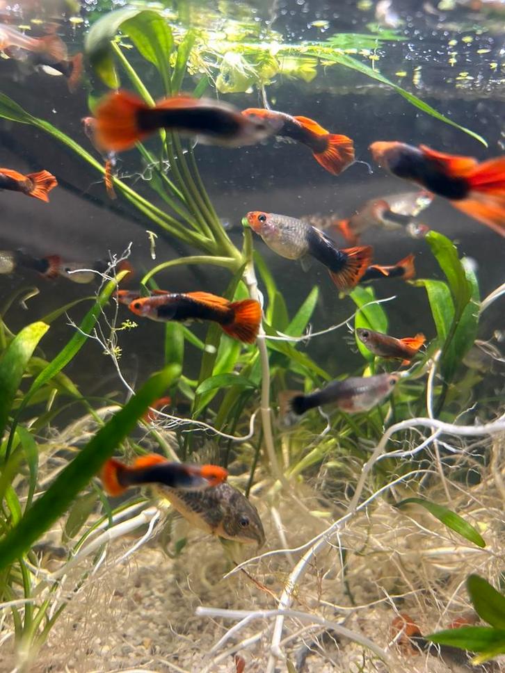 Red tuxedo guppen, Dieren en Toebehoren, Vissen | Aquariumvissen, Vis