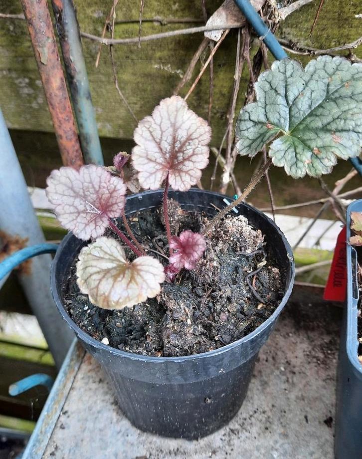 Heuchera, Tuin en Terras, Planten | Tuinplanten, Overige soorten, Volle zon, Zomer, Ophalen