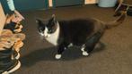 Goed huisje gezocht, Dieren en Toebehoren, Katten en Kittens | Overige Katten, Kater, Kortharig, 0 tot 2 jaar